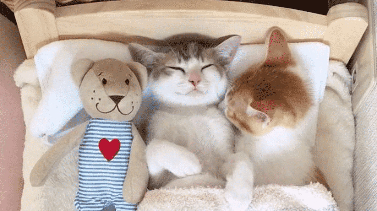 Коты спят в обнимку в кровати