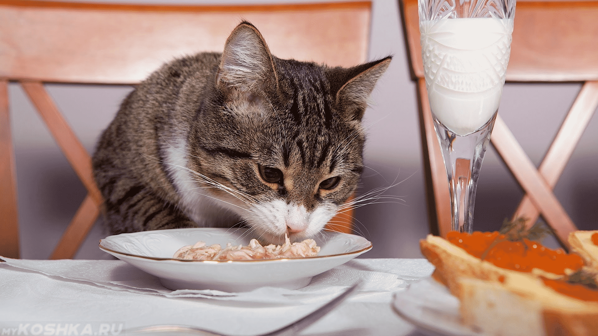 Нельзя кормить кошку со стола